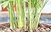 American Plant Exchange Parlor Palm – Live 6-Inch Potted Houseplant, Easy-Care Air-Purifying Indoor Palm, Low-Light Tolerant Tropical Plant for Home, Office, Bedroom & Modern Indoor Décor