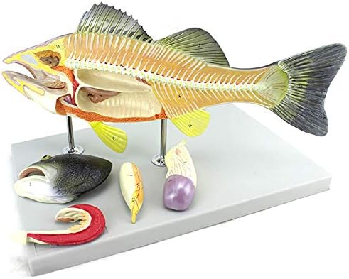 BIUYYY Scientific Anatomy - Fish Anatomical Model Organ Visceral Anatomical Medical Veterinary Teaching Education Model Study