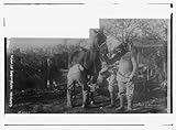 Photo: German Vetrinary at work,horse,three men,animal,Bain News Service