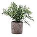 HC STAR Artificial Plant Potted Mini Fake Plants Indoor Pot for Fake Potted Plants Decorative Lifelike Artificial Plants & Flower Green Plants for Farmhouse Office Bathroom Shelf Desk Table Home Decor