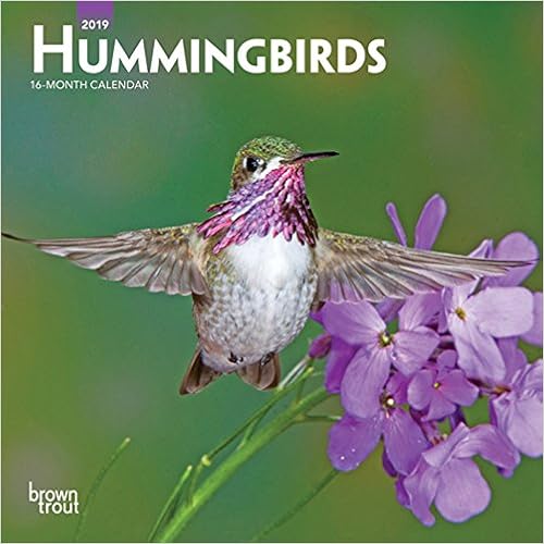 Hummingbirds 2019 7 x 7 Inch Monthly Mini Wall Calendar, Animals Wildlife Birds (Multilingual Edition) Hummingbirds 2019 7 x 7 Inch Monthly Mini Wall Calendar, Animals Wildlife Birds (Multilingual Edition)