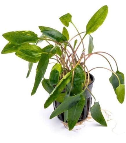 水草 BUCEPHALANDRA Wave Festival 水草 BUCEPHALANDRA Wave Festival BUCEPHALANDRA Wave Festival