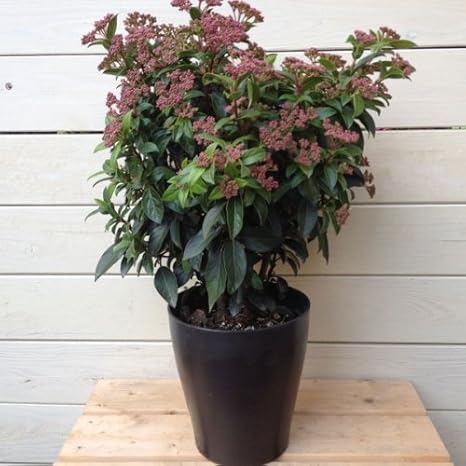 Amazon Co Jp 庭木 鉢花 常緑ガマズミ ビバーナム ティヌス 大 6号 ホーム キッチン