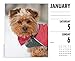 Just Yorkies 2019 Box Calendar (Dog Breed Calendar)