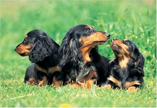 Amazon Com Dachshund Longhair 300 Piece Jigsaw Puzzle Toys Games
