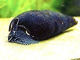 Aquatic Arts 3 Black Devil Snails (Fanus ater) - 1 to 3 inches long - Aquatic Snails