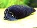 Aquatic Arts 3 Black Devil Snails (Fanus ater) - 1 to 3 inches long - Aquatic Snails