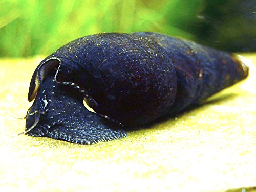 Aquatic Arts 3 Black Devil Snails (Fanus ater) - 1 to 3 inches long - Aquatic Snails Aquatic Arts 3 Black Devil Snails (Fanus ater) - 1 to 3 inches long - Aquatic Snails