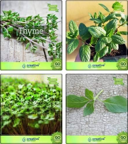 Seedsown Combo Pack tomillo Inglés Invierno, Menta, Berro común ...