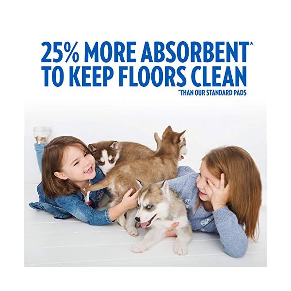 OUT! Go Here Absorbent Pet and Puppy Training Pads |100 Pads