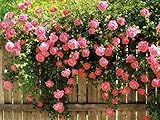 5 Pink Climbing Rose Rosa Bush Vine Climber