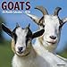 Goats 2018 Calendar by