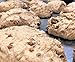 Organic Sprouted Wheat Ezekiel Bread by 20 Shekels - Fresh Baked Bread, High Protein, Fiber, Non GMO, Healthy Organic Food - 16oz each - (2 PACK)