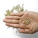 LGEGE 200 Pcs Gold Tone Color Mini Metal Round Brads Craft DIY Paper Fasteners Scrapbooking Decoration Embellishment