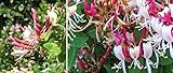 Cloud Fragrant Honeysuckle Seeds 50 Seeds Upc 650327337657 Hummingbirds Love It