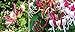Cloud Fragrant Honeysuckle Seeds 50 Seeds Upc 650327337657 Hummingbirds Love It