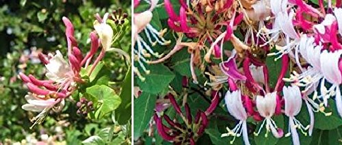 Cloud Fragrant Honeysuckle Seeds 50 Seeds Upc 650327337657 Hummingbirds Love It