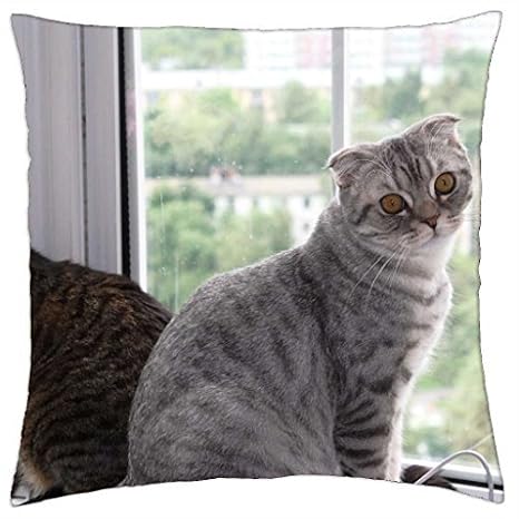Zwei Katzen Auf Eine Fensterbank Werfen Kissenbezug Fall 45 7 X