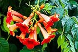 Rare Red Hummingbird Vine Seeds - 25 Seeds - Red