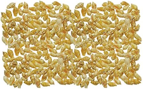 Quality Selected Seashells - Approx 240 pcs shells - Mutable Conch (Pink)/Strombus Mutablis for Seashell Vases, Seashell Boxes, Seashell Frames, Seashell Jewelry Making &amp; Mini Garden Miniature