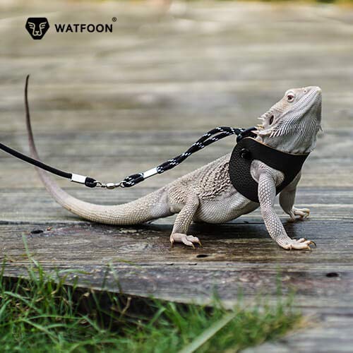 WATFOON Adjustable Bearded Dragon Harness Leash Pet-Friendly Leather Collar, 3 Pack (Different Size S, M, L) Reptile Lizard Leash for Reptiles Amphibians and Small Pet Animals, 5 Color Option (Black) - Thumbnail 4