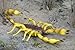 Safari Ltd  Hidden Kingdom Insects Scorpion