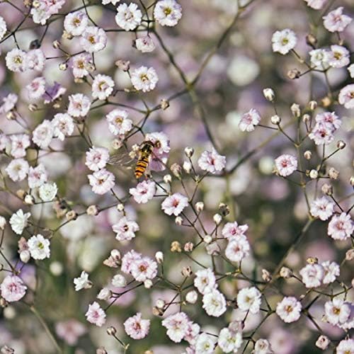 Kings Seeds - Gypsophila Pacifica - 500 Seeds