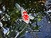 Pond Clarifier for Proud KOI Pond Owners - Premium & Organic - Barley Straw for Ponds Mini Bale - Cleans Koi Ponds & Water Gardens The Safe Natural Way
