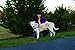 PetSafe Easy Walk Harness,  Petite, ROYAL BLUE/NAVY BLUE for Dogs