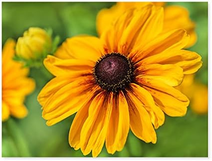 Rudbeckia Portrait Canvas Picture Wall Art Nature Photo for Home Decoration Size 16" x 12" Printed Custom Framed and Stretched