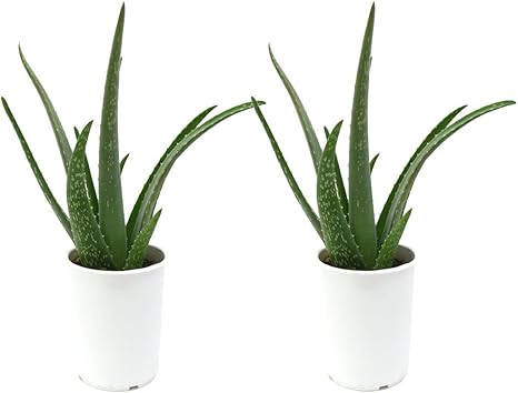 アロエ ベラ 4号サイズ 2鉢セット 食用可 鉢 Amazon