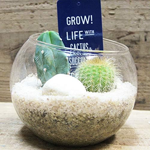Amazon Co Jp ミニサボテン ガラスポット C 8s58 F7 H7 5cm ラウンド 観葉植物 多肉植物 小さい グリーン サボテン植え込み 鉢 ガラス プランター 簡単 おしゃれ かわいい キレイ サンゴ砂 西海岸風 インテリア アメリカン雑貨 Diy 工具 ガーデン