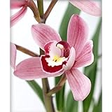 Orchid Insanity -- KHAI FIRE -- striking yellow blooms, many flowers, vigorous hardy top-shelf Japanese breeding floriferous Cymbidium EASY TO GROW (NOT IN BLOOM WHEN SHIPPED)