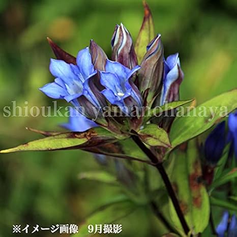 最も選択された 竜胆 画像 9955 竜胆 画像 フリー 最も選択された 竜胆 画像 9955 竜胆 画像 フリー