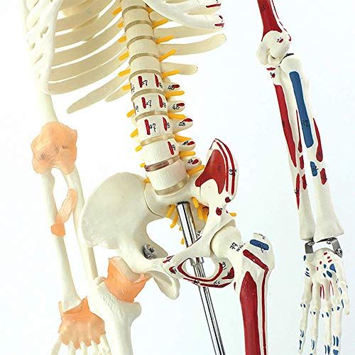 ZQDL Flexible Human Skeleton Anatomy Model,with The Half-Muscle Coloring Point Label Spine Nerve Medical Teaching Equipment - Thumbnail 3