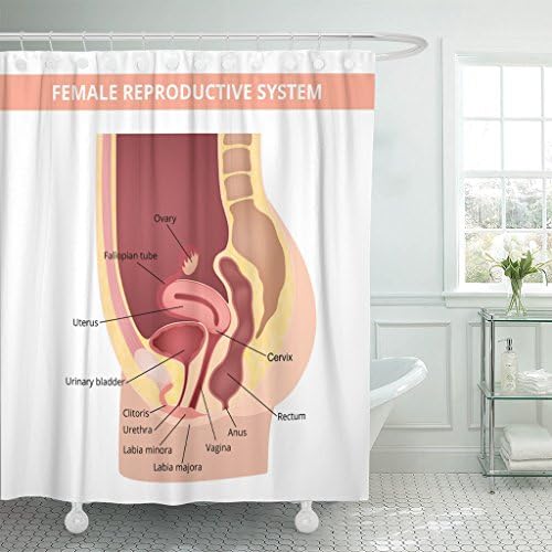 VaryHome Shower Curtain Anatomy Female Internal Genital Organs Sectional Structure of the Reproductive System Urethra Diagram Waterproof Polyester Fabric 60 x 72 Inches Set with Hooks