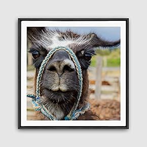 Framed Canvas Wall Art Alpaca Canvas Prints Home Artwork Decoration for Living Room,Bedroom - 16x16 inches