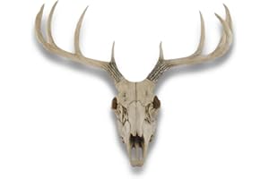 10 Point Buck Deer Skull Bust Wall Hanging