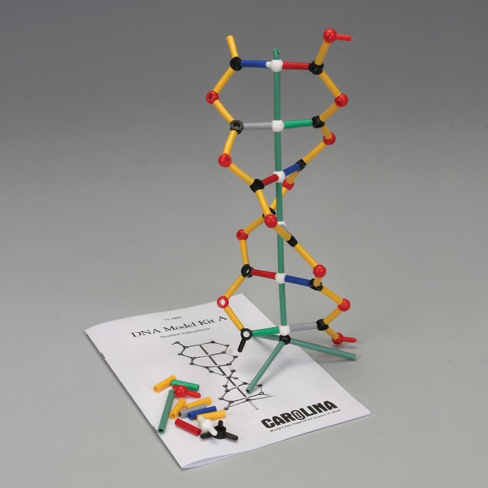 Amazon Com Dna Model Kit A Industrial Scientific