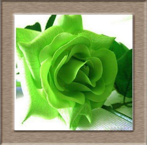 1 Professional Pack, Approx 50 Seeds / Pack, Rare Amazingly Beautiful Black Rose Flower with Red Edge Seedling Seed
