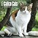Calico Cats - 2017 Calendar 12 x 12in