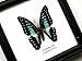 INSECTFARM Framed Real Beautiful Common Jay Butterfly Specimen Collection Display Insect Taxidermy