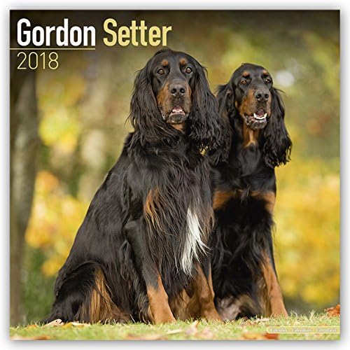 Gordon Setter Calendar - Dog Breed Calendars - 2017 - 2018 wall Calendars - 16 Month by Avonside