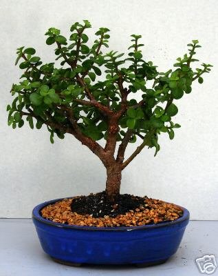 LOU'S BONSAI NURSERY LARGE INDOOR JADE BONSAI TREE