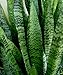 American Plant Exchange Green Sansevieria Trifasciata Zeylanica Live Plant, 6