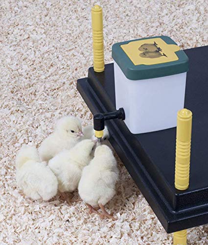 WP25 Chick Brooder With 500ml Nipple Drinker