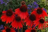 Echinacea Purpurea Seeds - FIREBIRD CONEFLOWER-Hybrid- Deer Resistant - 15 Seeds