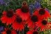 Echinacea Purpurea Seeds - FIREBIRD CONEFLOWER-Hybrid- Deer Resistant - 15 Seeds