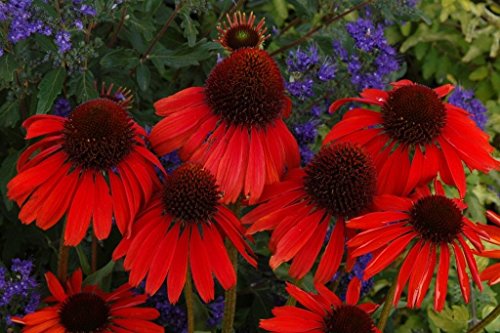 Echinacea Purpurea Seeds - FIREBIRD CONEFLOWER-Hybrid- Deer Resistant - 15 Seeds