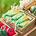 The Queen's Treasures Farm Fresh 18 Inch Doll Size Set of 4 Corn on The Cob Packaged in a Paper Veggie Crate! Food Accessories Fits American Girl Dolls & More. Use Interchangeable Farm Stand